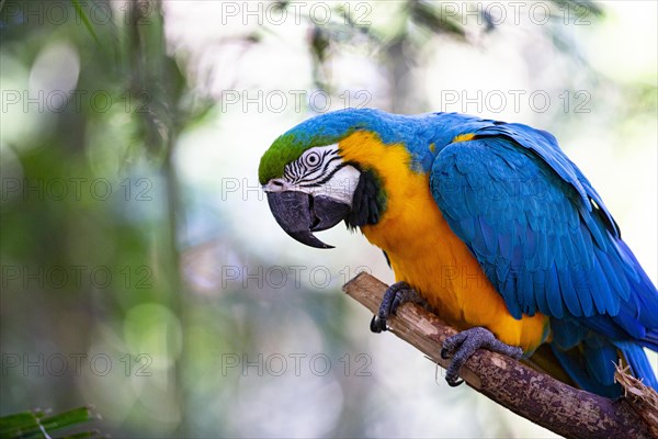 Blue and yellow macaw (Ara ararauna) Pantanal Brazil