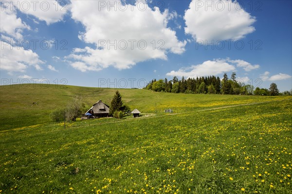 Mountain inn and flower meadow, Hinterwaldkopfhuette, Hinterwaldkopf, Hinterzarten, Black Forest, Baden-Wuerttemberg, Germany, Europe