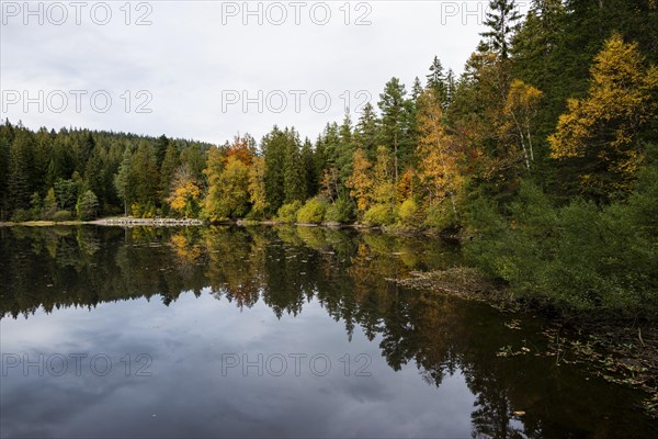 Lake and autumn forest, Mathisleweiher, near Hinterzarten, Black Forest, Baden-Wuerttemberg, Germany, Europe