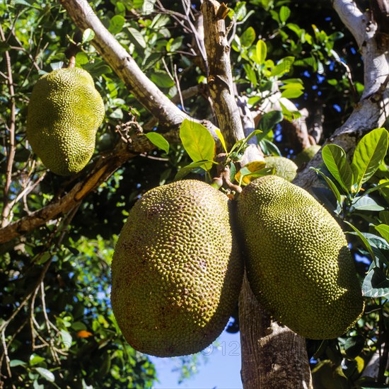 Seychelles, agriculture, fruit, breadfruit, Africa