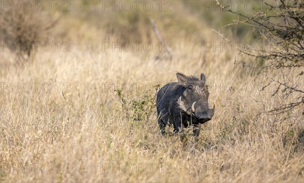 Common warthog (Phacochoerus africanus) in tall dry grass, Kruger National Park, South Africa, Africa