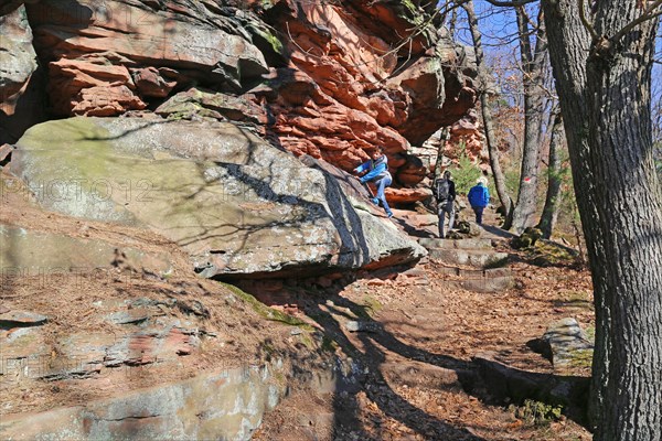 Boy climbing on the rocks above Wolfsburg (Palatinate Forest near Neustadt an der Weinstrasse)