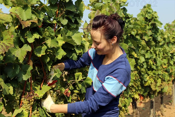 Symbolic image: Young woman hand-picking Chardonnay from the Norbert Gross winery in Meckenheim Pfalz (Bad Duerkheim district)