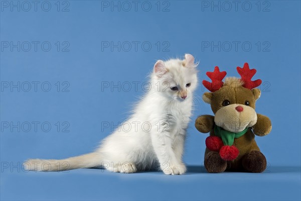 American-Curl kitten, age 17 weeks, colour seal torbie point with white, Christmas, studio picture