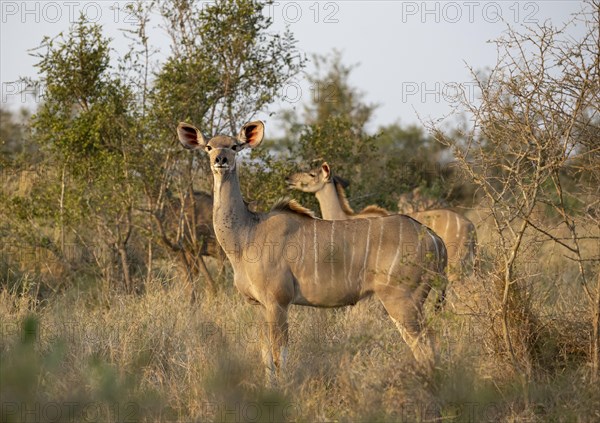 Greater Kudu (Tragelaphus strepsiceros) in dry grass, adult female in evening light, alert, Kruger National Park, South Africa, Africa