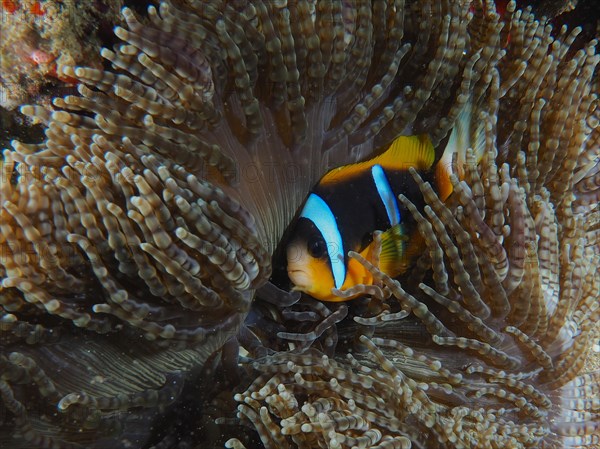 Allard's clownfish (Amphiprion allardi) in its beaded anemone (Heteractis aurora), dive site Sodwana Bay National Park, Maputaland Marine Reserve, KwaZulu Natal, South Africa, Africa