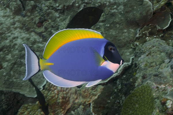 Powder blue tang (Acanthurus leucosternon), dive site Sodwana Bay National Park, Maputaland Marine Reserve, KwaZulu Natal, South Africa, Africa