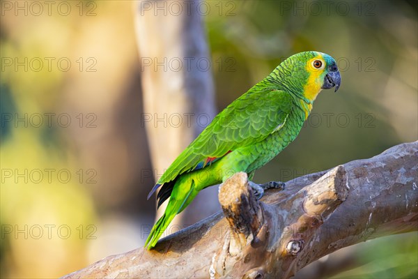 Blue-fronted Amazon (Amazona aestiva (Pantanal Brazil