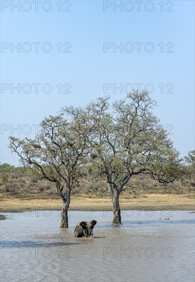 African elephant (Loxodonta africana), bull standing in the water at a lake, between two trees, Kruger National Park, South Africa, Africa