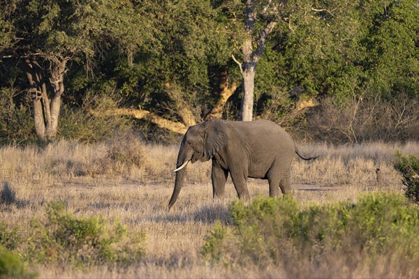 African elephant (Loxodonta africana) in African savannah, atmospheric evening light, Kruger National Park, South Africa, Africa