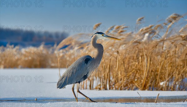 KI generated, animal, animals, bird, birds, biotope, habitat, one, individual, water, reed, winter, snow, blue sky, foraging, wildlife, seasons, heron, little blue heron (Egretta caerulea), Florida, Mexico, ice, Central America