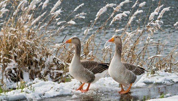 Ai generated, animal, animals, bird, birds, biotope, habitat, one, individual, ice, snow, winter, waters, reeds, blue sky, foraging, wildlife, seasons, greylag goose (Anser anser), goose, geese, geese birds