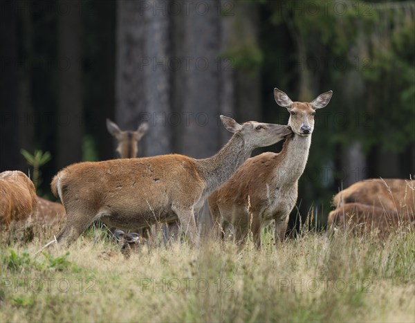 Red deer (Cervus elaphus) hind, red deer and slender deer standing on a forest meadow, social behaviour, captive, Germany, Europe