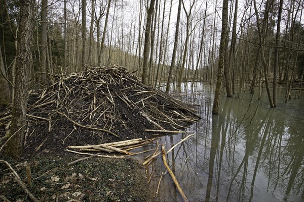 European beaver (Castor fiber), beaver lodge, Thuringia, Germany, Europe