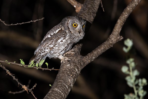 African scops owl (Otus senegalensis), Namibia, Africa