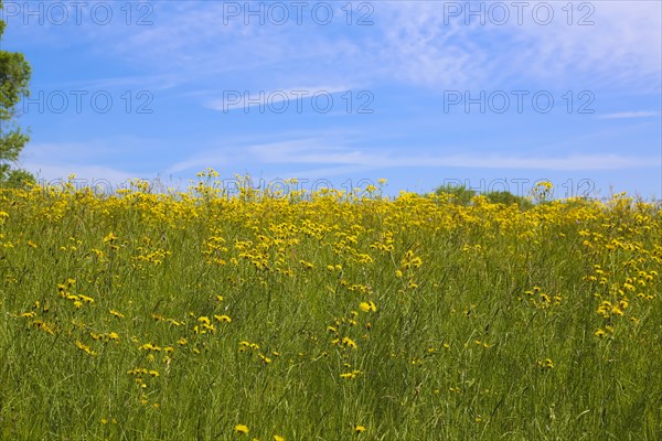 Flower meadow, landscape, yellow wildflowers, meadow hawkweed (Hieracium caespitosum), summer mood, blue sky, nature near Neidlingen, Swabian Alb, Baden-Wuerttemberg, Germany, Europe