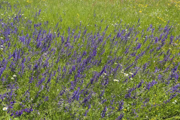 Flower meadow, landscape, wildflowers, meadow clary (Salvia pratensis), purple flowers, summer mood, nature near Neidlingen, Swabian Alb, Baden-Wuerttemberg, Germany, Europe