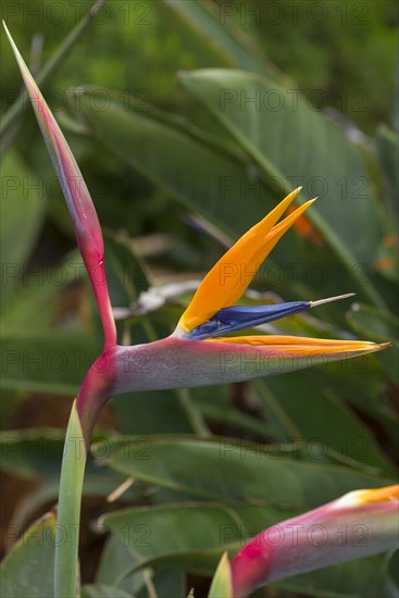 Flowering strelitzias (Strelitzia), Botanical Garden, Erlangen, Middle Franconia, Bavaria, Germany, Europe