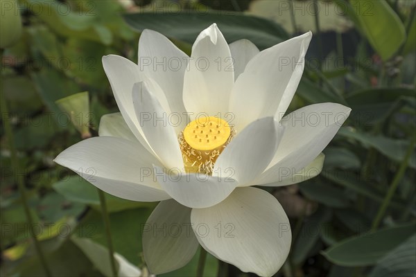 Lotus (Nelumbo), Botanical Garden, Erlangen, Middle Franconia, Bavaria, Germany, Europe