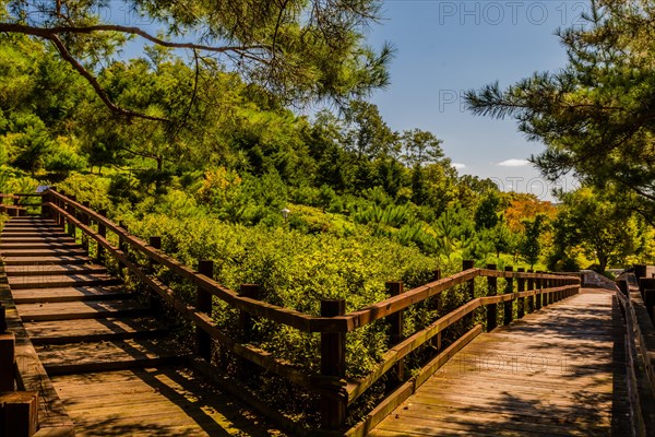 Wooden stairway in peaceful woodland public park on sunny summer afternoon in South Korea