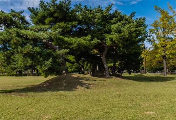Beautiful grove of trees on mound in public park under blue sky