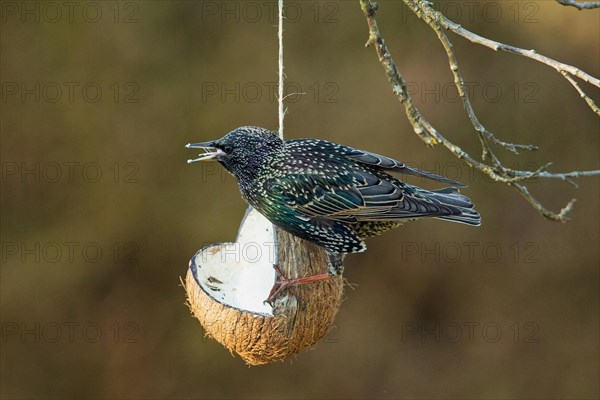 Starling with open beak sitting on feeding dish looking left