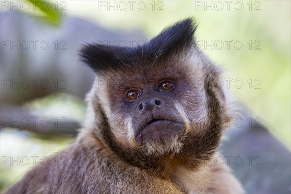 Crested capuchin (Cebus apella) Pantanal Brazil