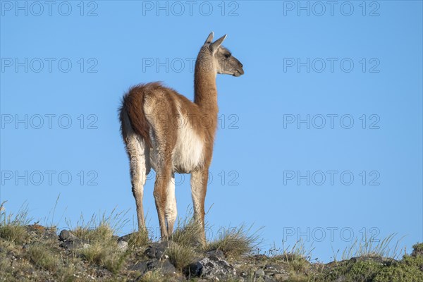 Guanaco (Llama guanicoe), Huanako, adult, in front of blue sky, Torres del Paine National Park, Patagonia, end of the world, Chile, South America