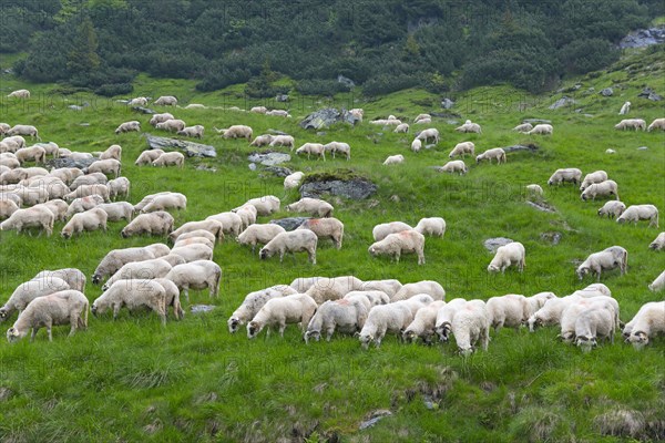 A large flock of sheep grazing peacefully on a green meadow in a hilly landscape, Transfogarasan High Road, Transfagarasan, TransfagaraÈ™an, FagaraÈ™ Mountains, Fagaras, Transylvania, Transylvania, Transylvania, Ardeal, Transilvania, Carpathians, Romania, Europe