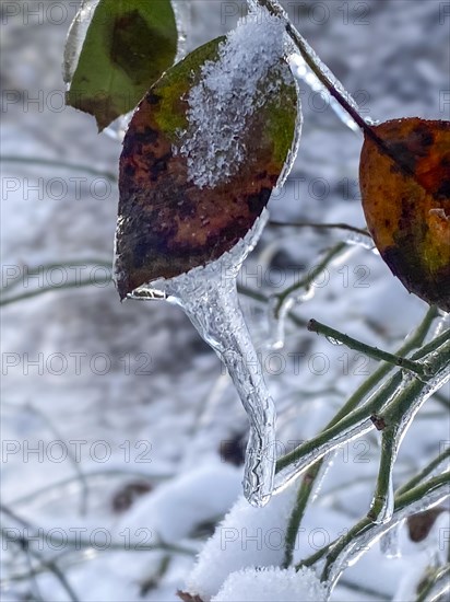 Icicles on wilted rose petals, black ice, Close Up, Westend-Nord, Frankfurt am Main, Hesse, Germany, Europe