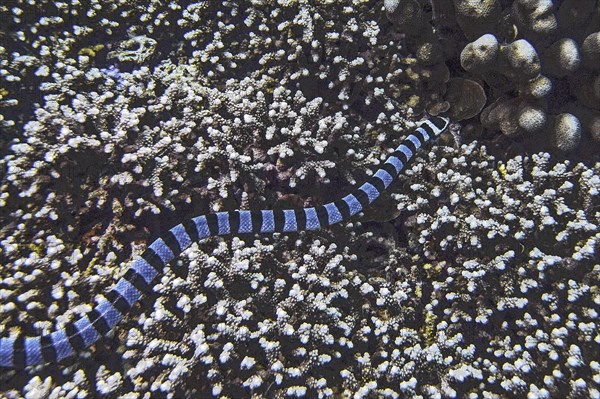 Banded colubrine sea krait (Laticauda colubrina), Wakatobi Dive Resort, Sulawesi, Indonesia, Asia