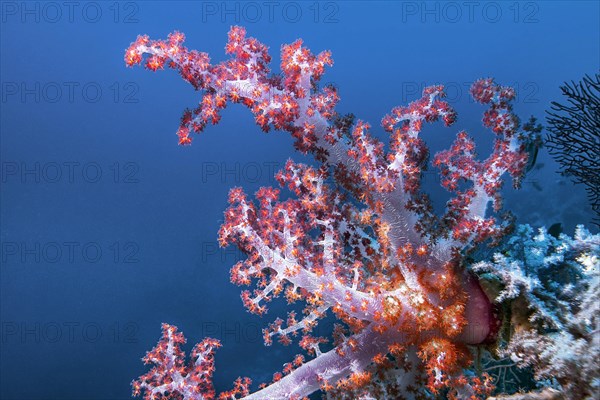 Soft coral, (Nephtya sp), Wakatobi Dive Resort, Sulawesi, Indonesia, Asia