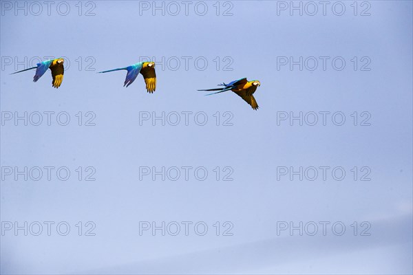 Blue and yellow macaw (Ara ararauna) Pantanal Brazil