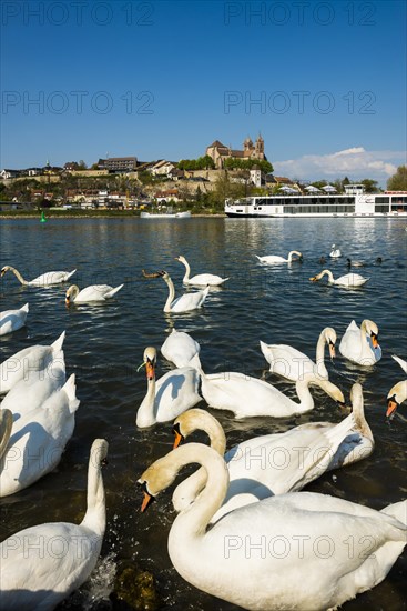 Swans on the Rhine and town view, Breisach am Rhein, Baden-Wuerttemberg, Germany, Europe