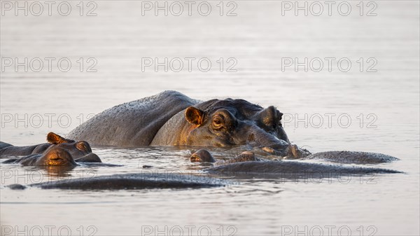 Hippos (Hippopatamus amphibius) in the water at sunset with reflection, adult, Sabie River, Kruger National Park, South Africa, Africa