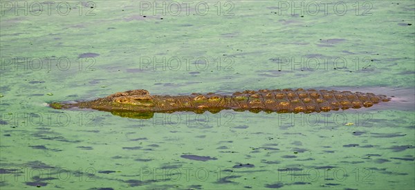 Nile crocodile (Crocodylus niloticus) in water with algae, Kruger National Park, South Africa, Africa