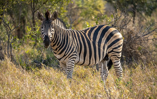 Plains zebra (Equus quagga) in dry grass, African savannah, adult male, Kruger National Park, South Africa, Africa