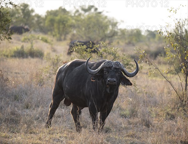 African buffalo (Syncerus caffer caffer) standing in dry grass, bull, African savannah, Kruger National Park, South Africa, Africa