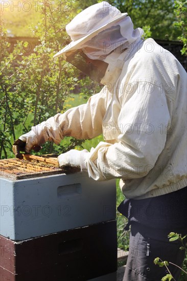 Beekeeper works on his hive