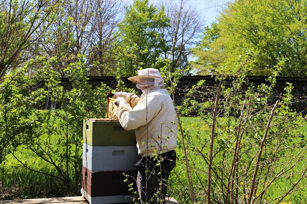 Beekeeper works on his hive