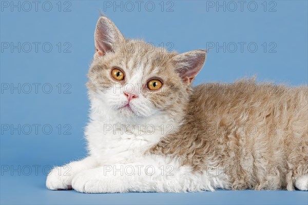 Pedigree cat Selkirk Rex, kitten, age 10 weeks, colour fawn tortie white, animal portrait, studio photo