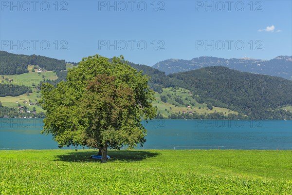 Lake Lucerne near Beckenried with view of the Rigi, Canton Niewalden, Switzerland, Lake Lucerne, Niewalden, Switzerland, Europe