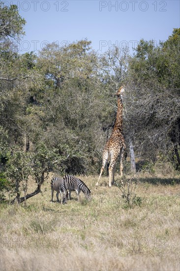Southern giraffe (Giraffa giraffa giraffa) eating leaves in a tree and plains zebra (Equus quagga) eating grass, African savannah, Kruger National Park, South Africa, Africa