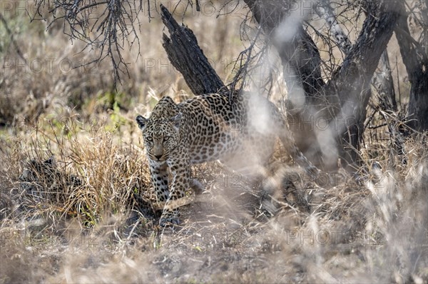 Leopard (Panthera pardus) standing, adult female, Kruger National Park, South Africa, Africa