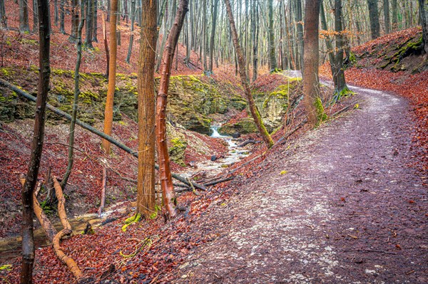 Hiking trail in the forest next to a small stream in the Rautal valley with many leaves on the forest floor and bare trees in winter, Jena, Thuringia, Germany, Europe