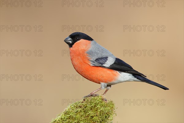 Eurasian bullfinch (Pyrrhula pyrrhula), male, sitting on a branch overgrown with moss, Wildlife, Animals, Birds, Siegerland, North Rhine-Westphalia, Germany, Europe