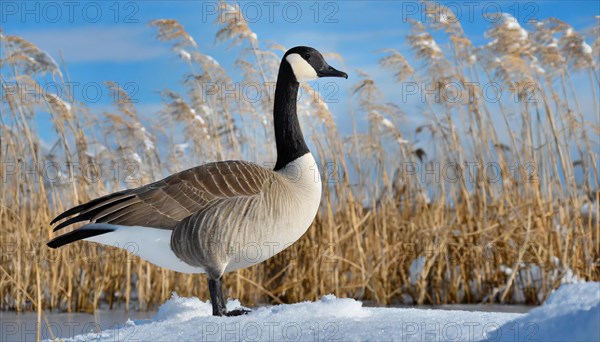 KI generated, animal, animals, bird, birds, biotope, habitat, one, individual, water, ice, snow, winter, reed, blue sky, foraging, wildlife, seasons, canada goose (Branta canadensis), goose, geese, goose bird