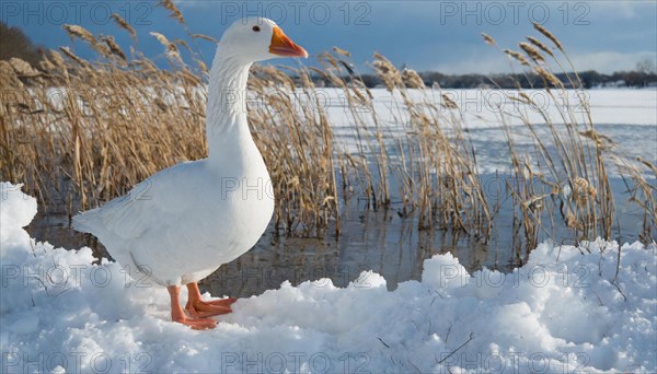 KI generated, animal, animals, bird, birds, biotope, habitat, one, individual, water, reed, blue sky, foraging, wildlife, seasons, snow goose (Anser caerulescens), goose, geese, geese birds