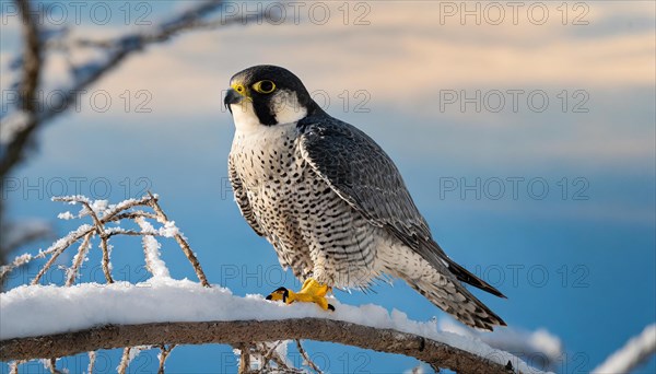 Ai generated, animal, animals, bird, birds, biotope, habitat, one, individual, sits, branch, perch, summer, peregrine falcon (Falco peregrinus) blue sky, ice, snow, winter