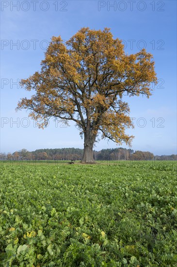 English oak (Quercus robur), solitary tree with autumn-coloured leaves, blue sky, Lower Saxony, Germany, Europe